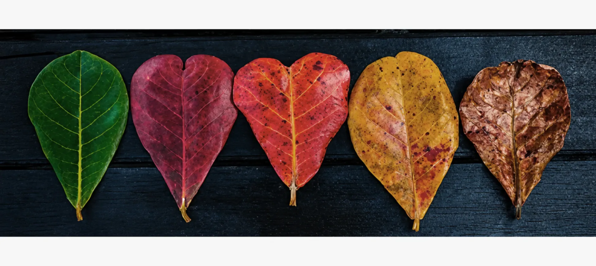 Five almond tree leaves in a row, shifting from green through red to brown